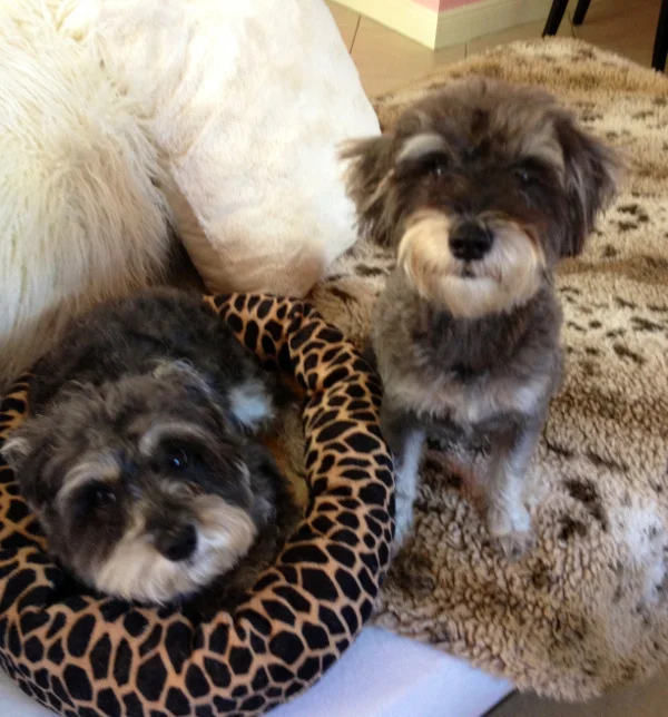 Your Dogs can be Model Citizens | Dog Training Tips