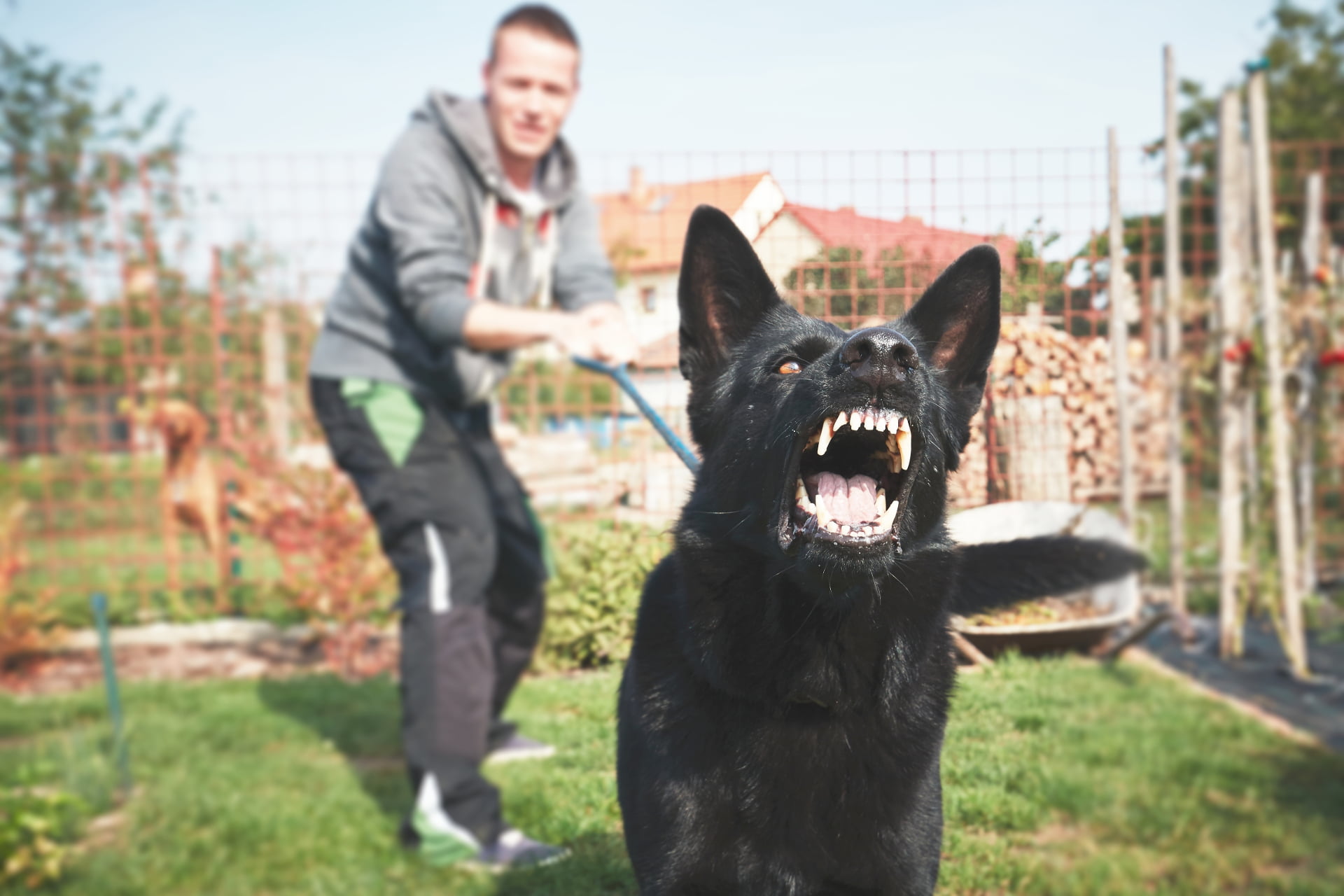 can you train aggression out of a dog