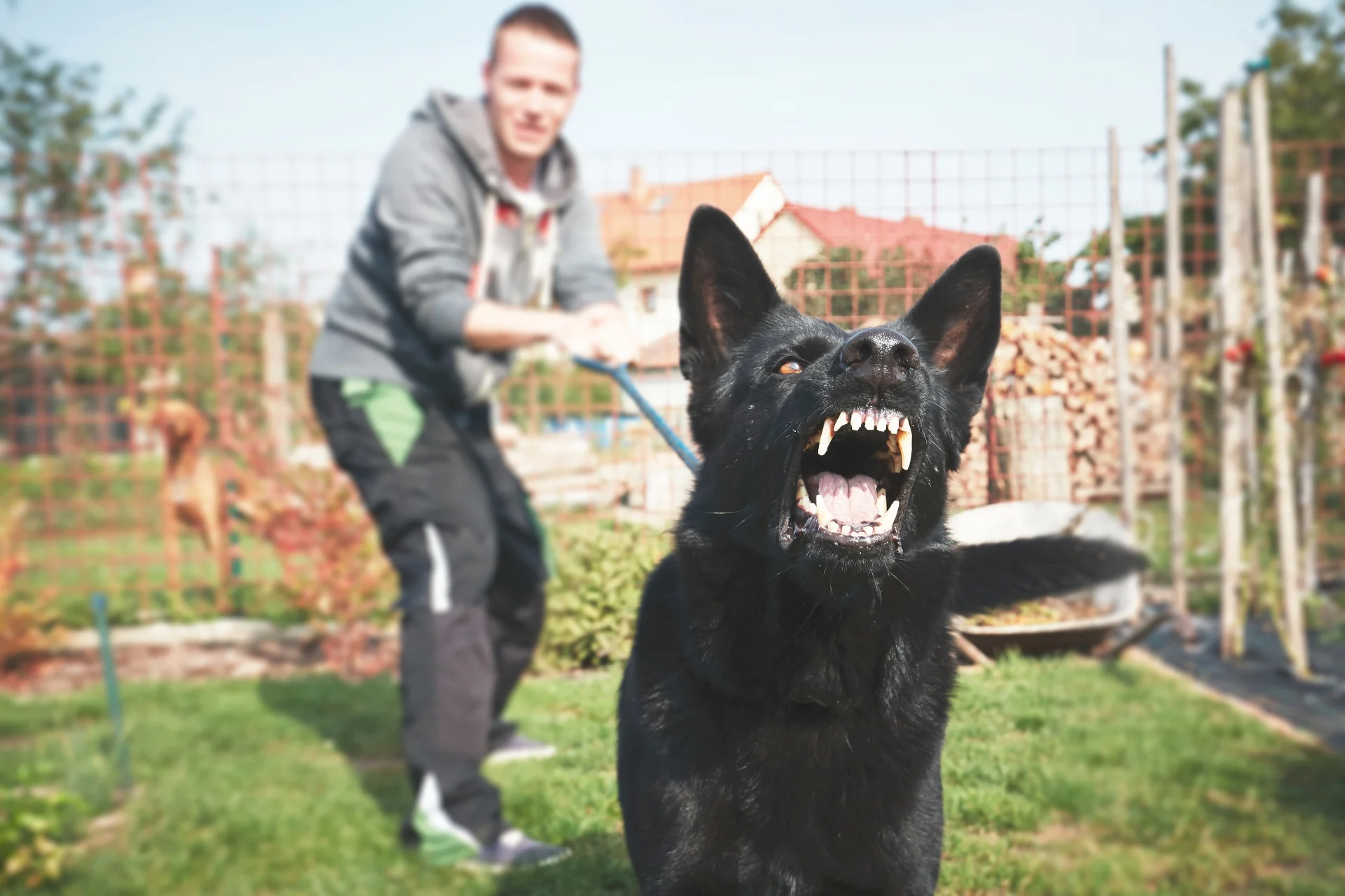 Common Causes for Aggressive Behavior at Dog Parks - The DOGGIE