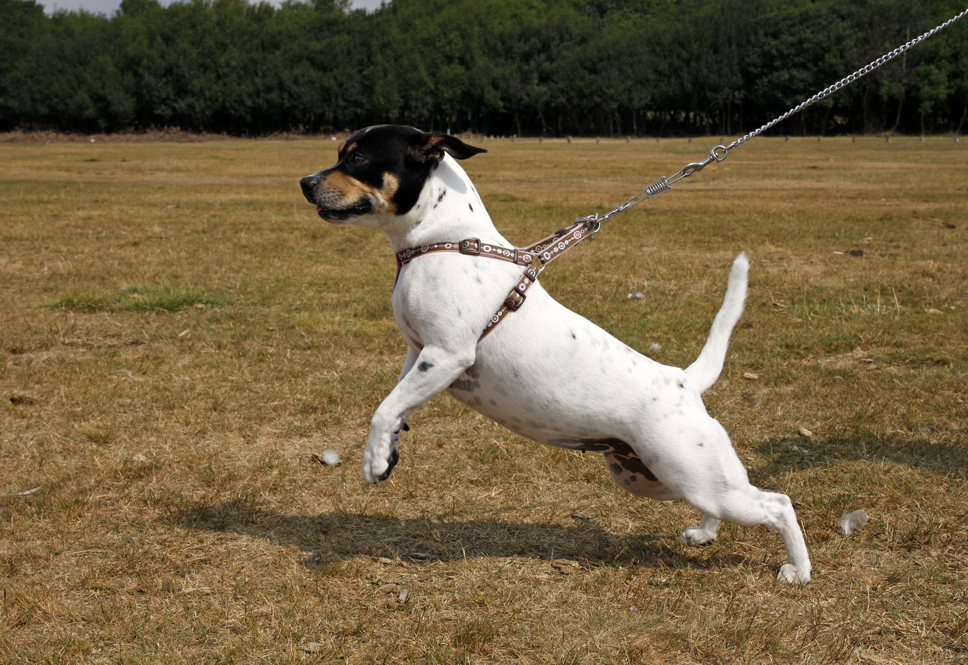 How to get a puppy outlet to stop pulling on the leash