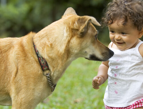 How Can I Introduce My Dog to Children?