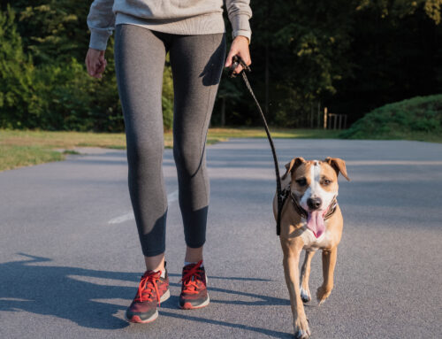 Tips and Tricks to Walking Your Dogs