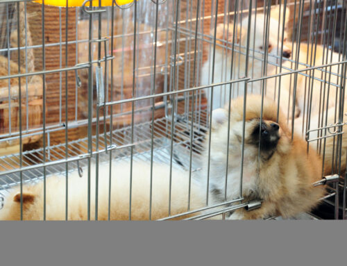 How Much is That Puppy in the Window? The Real Cost of Puppy Mill Dogs.
