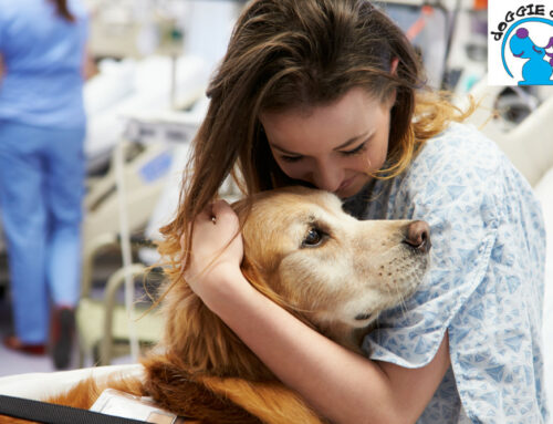 How Dogs Can Improve the Lives of Cancer Patients