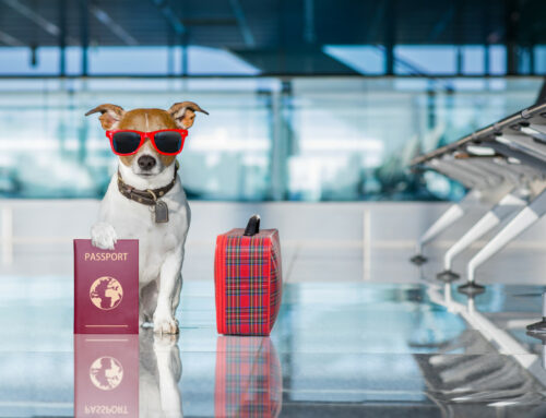 Tips to Make Your Dog’s Vacation a Success!