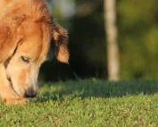Diving into the world of nosework! | Dog Training Devices