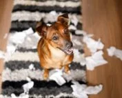 Treating Behavioral Issues vs Training Dogs