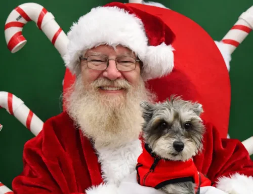 Christmas Dog Safety: Hidden Holiday Dangers Every Dog Parent Should Know