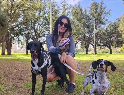 Why Every Dog Owner Should Bring Their Doggie Don’t to the Dog Park