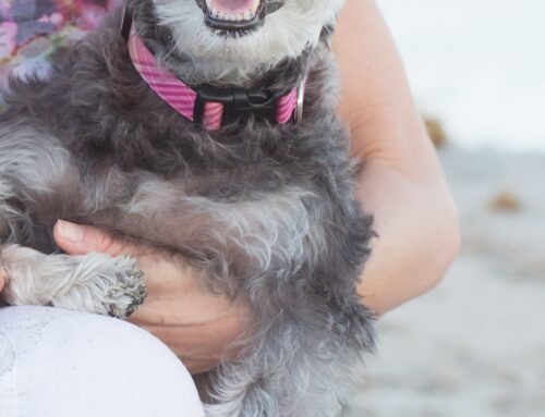 How Fake Rescues Are Breaking Hearts and Stealing Money