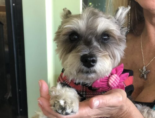 The Life-Changing Benefits of Fostering a Dog