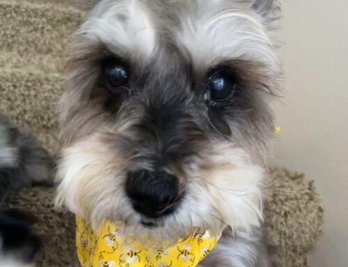 Socializing vs. Training Your Dog: Why Your Dog Needs Both to Thrive