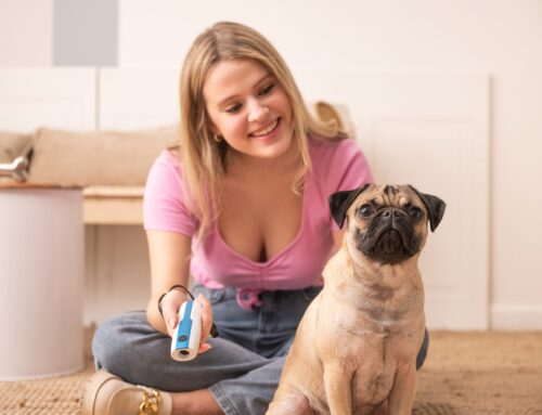 Bringing Your New Dog Home: Start Strong, Stay Consistent